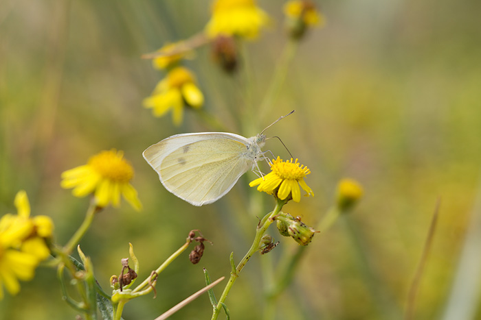 Kleiner Kohlwei&szlig;ling