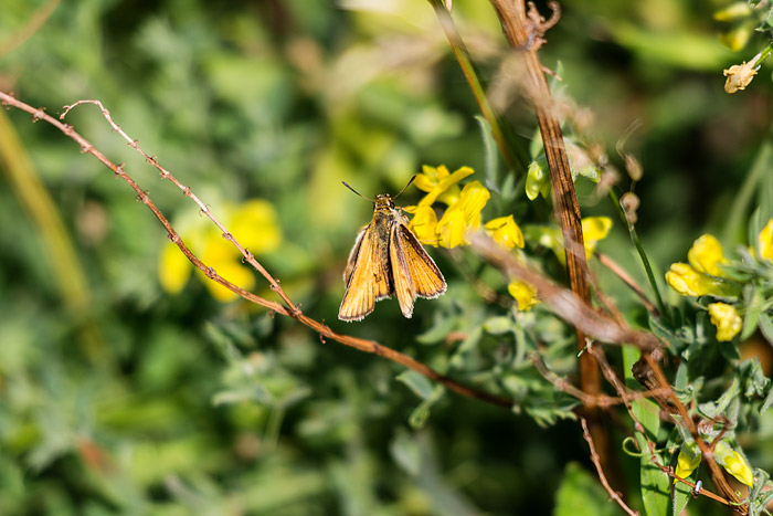 Falter auf Nektarsuche