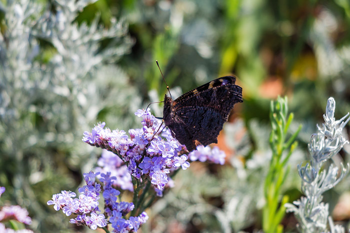 Pfauenauge in den Salzwiesen
