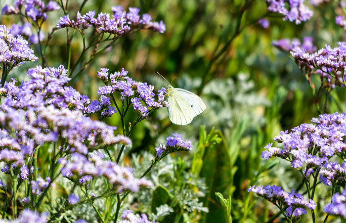 Kleiner Kohlwei&szlig;ling