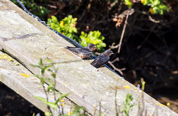 Rauchschwalben-Nachwuchs am Deichgraben