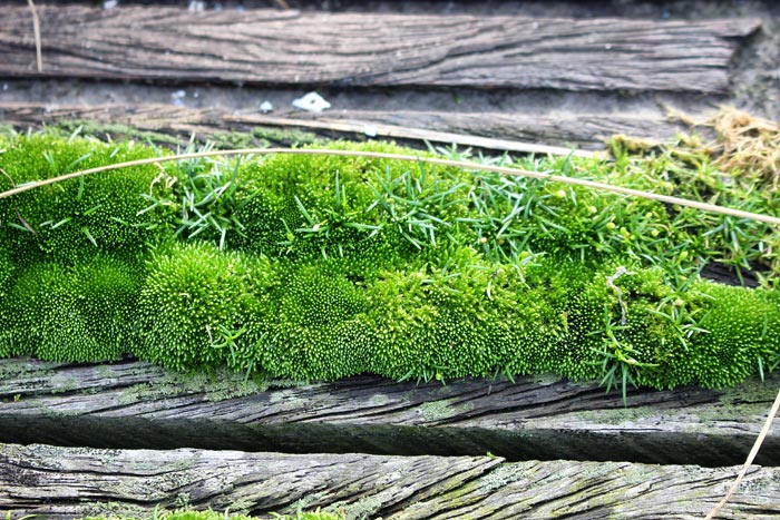 Moos auf dem G&auml;stesteg