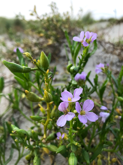 Bl&uuml;hender Meersenf