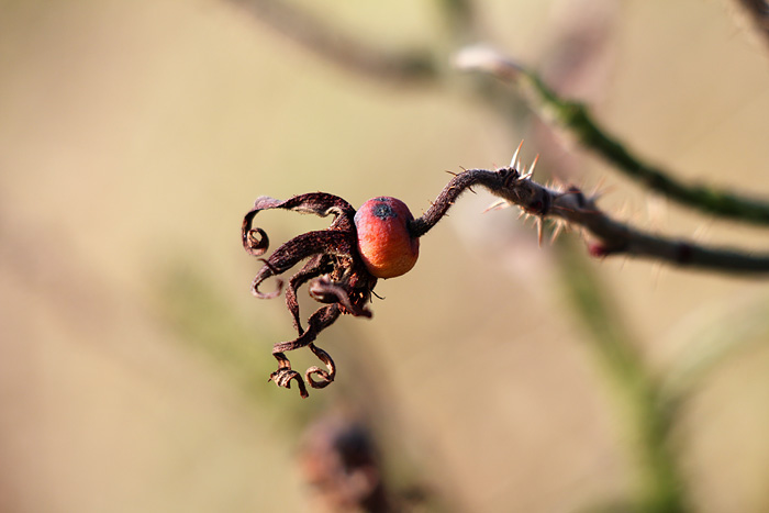 Winter-Hagebutte