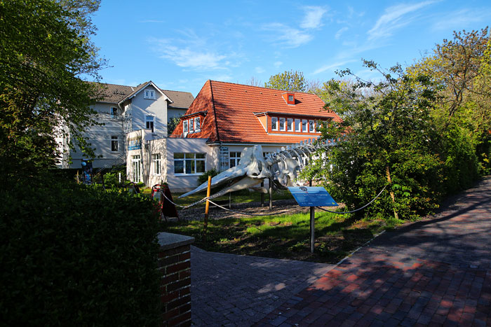 Rosenhaus mit Walskelett