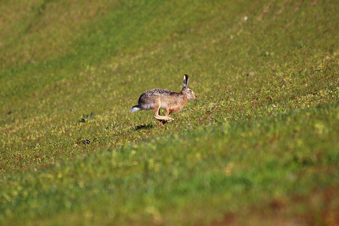 Feldhase am Deich