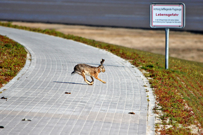 Hase auf der Deichkrone