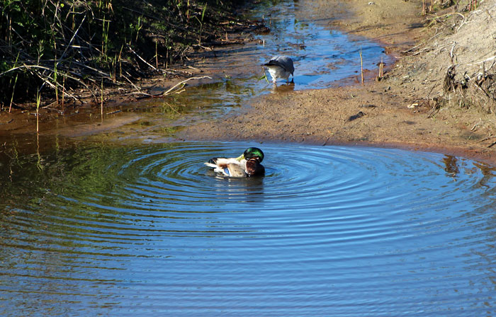 Stockente bei der K&ouml;rperhygiene