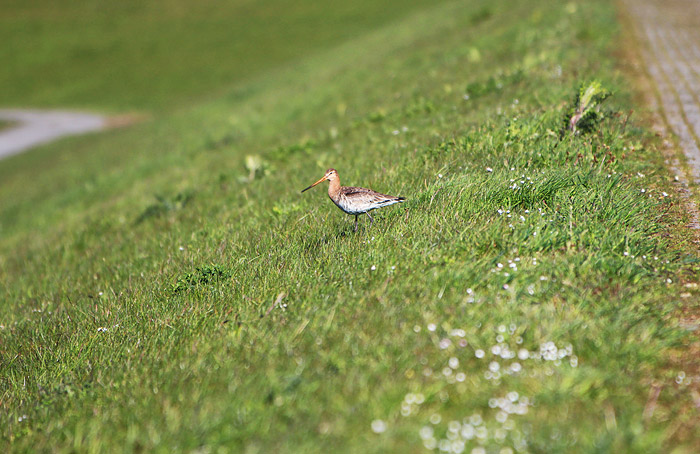 Uferschnepfe auf dem Ostgrodendeich