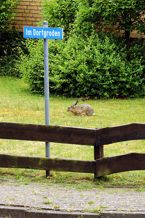 Feldhase im Dorfgroden