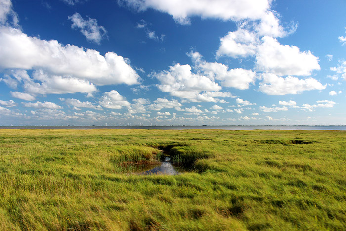 S&uuml;derheller-Salzwiesen