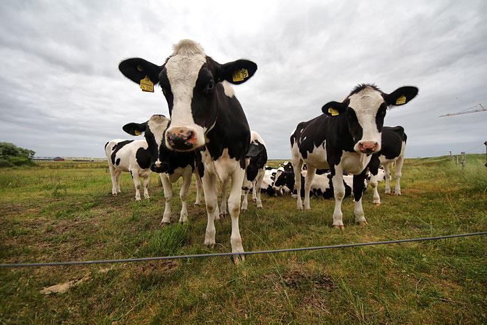 K&uuml;he im Westgroden