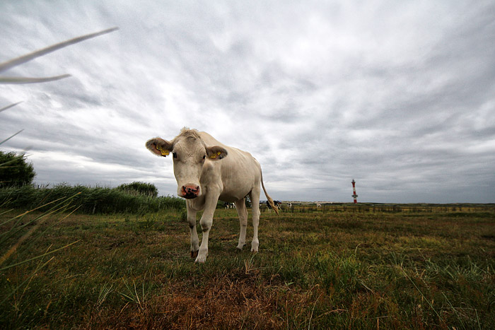 Wei&szlig;e Kuh im Westinnengroden