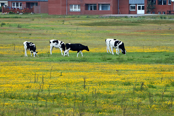 K&uuml;he auf der Weide