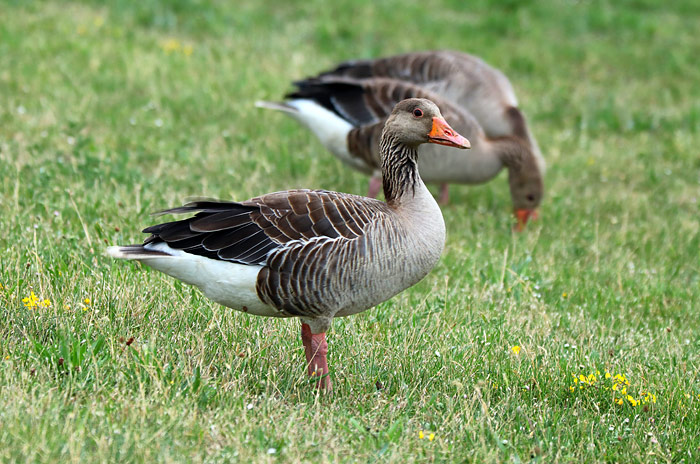 Graug&auml;nse am Deich