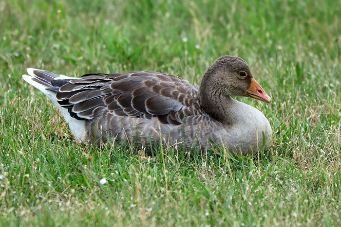 Graugans-Jungvogel im Gras