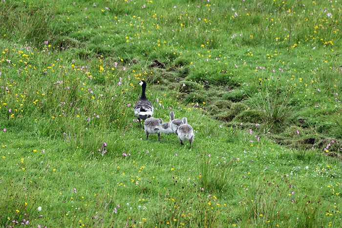 Wei&szlig;wangengans mit K&uuml;ken