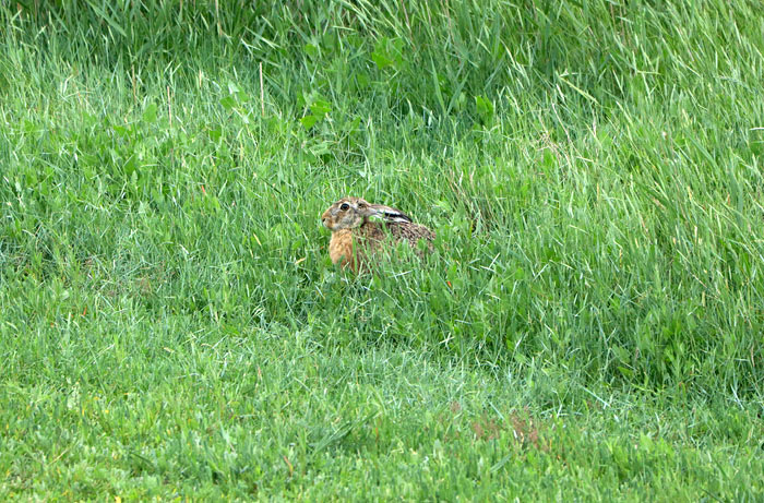Feldhase im Gr&uuml;nen