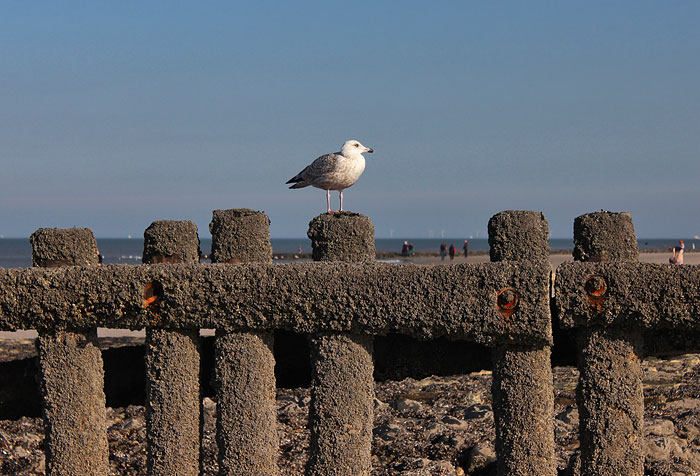 Silberm&ouml;we auf der Pfahlbuhne