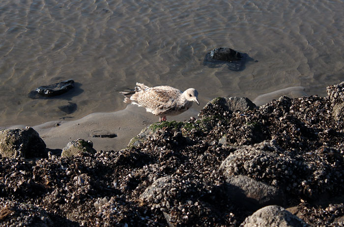 M&ouml;we an der Buhne