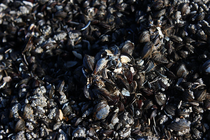 Miesmuscheln auf Buhne M