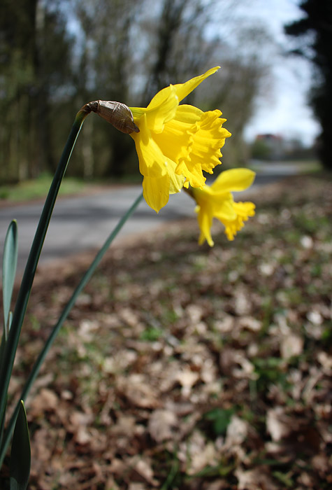 Osterglocken an der Stra&szlig;e zum Westen