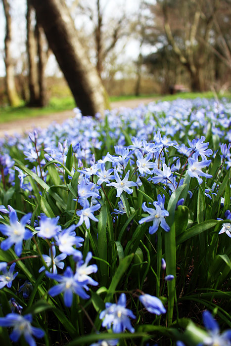 Sternhyazinthen im Teichgarten