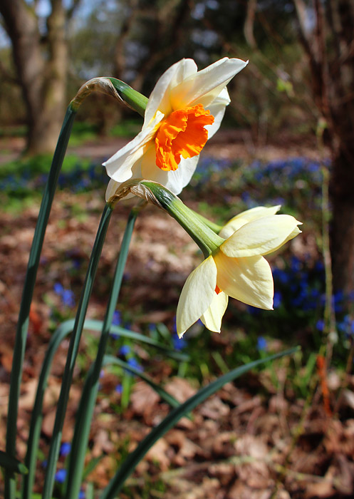 Mehrfarbige Narzisse