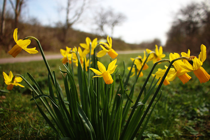 Fr&uuml;hlingsbl&uuml;her an der Stra&szlig;e zum Osten