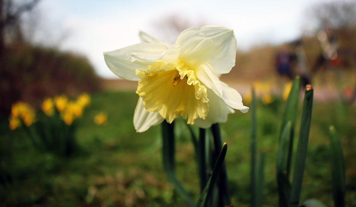 Narzisse an der Stra&szlig;e zum Osten