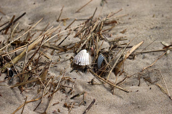 Pionierpflanzen nach dem Winter