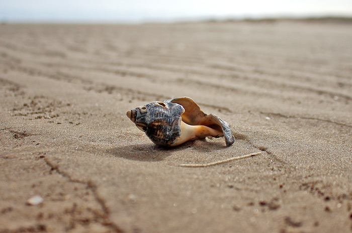 Geh&auml;use der Wellhornschnecke