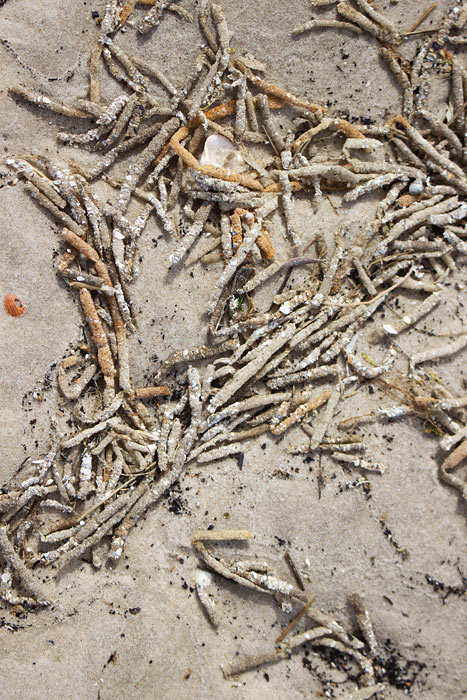 Röhrenhüllen des Bäumchenröhrenwurms