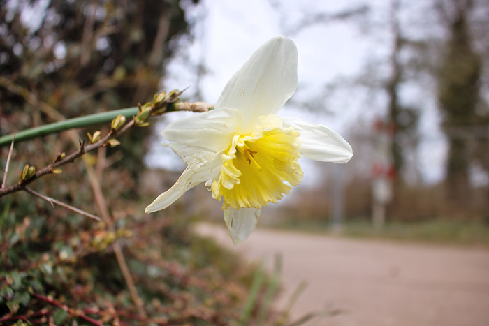 Wei&szlig;-gelbe Narzisse in der Siedlerstra&szlig;e