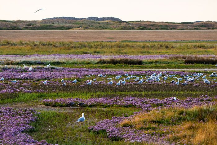 Salzwiesen des Westau&szlig;engrodens