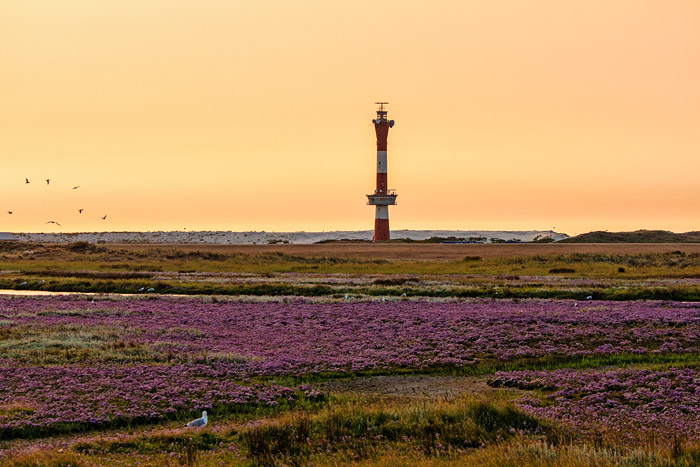 Salzwiesen und Neuer Leuchtturm