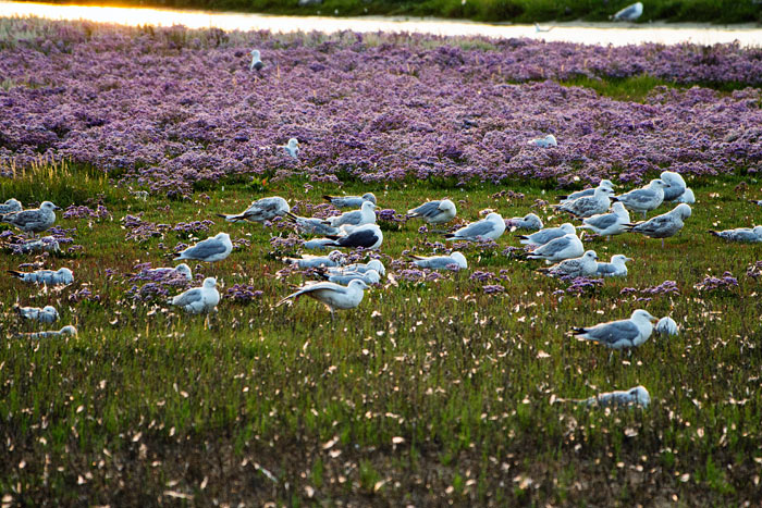 M&ouml;wen im Westau&szlig;engroden