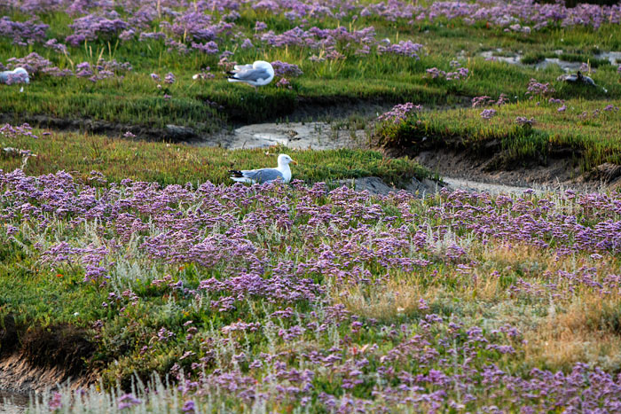 Strandflieder in den Salzwiesen