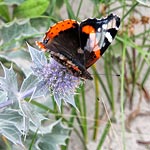 Stranddistel mit Schmetterling