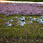 M&ouml;wen im Westau&szlig;engroden