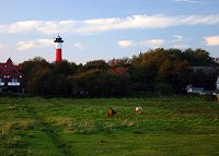 Pferdeweide im Dorfgroden
