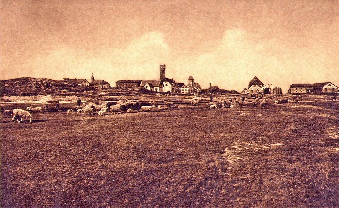 Schafe auf der Weide