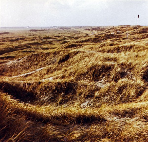 Nebelhorn auf den D&uuml;nen