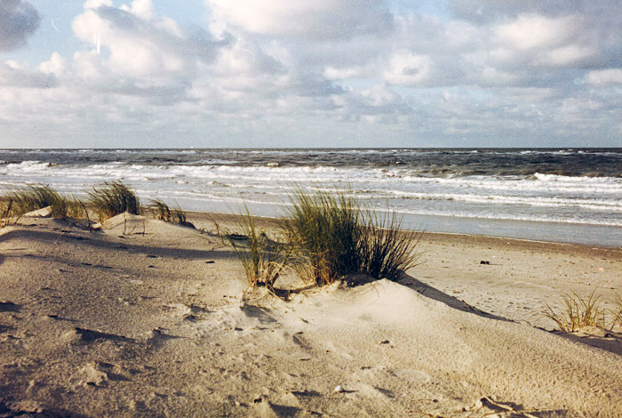 In den Prim&auml;rd&uuml;nen