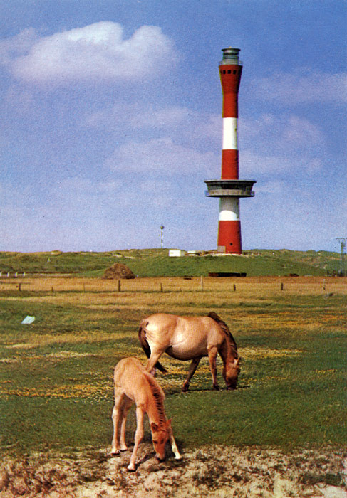 Pferdweide im Westen