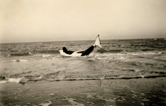 Strandung eines Orcas