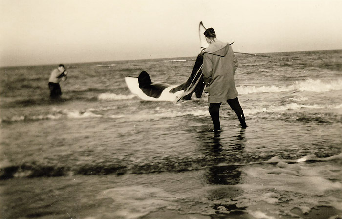 Strandung eines Orcas