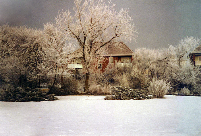 Winter im Steingarten